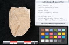 Foto (Objekt + Etikett) von Puccinites zosterae Ettingshausen (NHMW-GEO-2024-0188-6633)